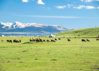 Song-Kol-Shepherds-1-of-1