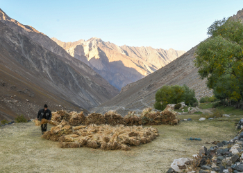 A farmer harvests wheat by hand