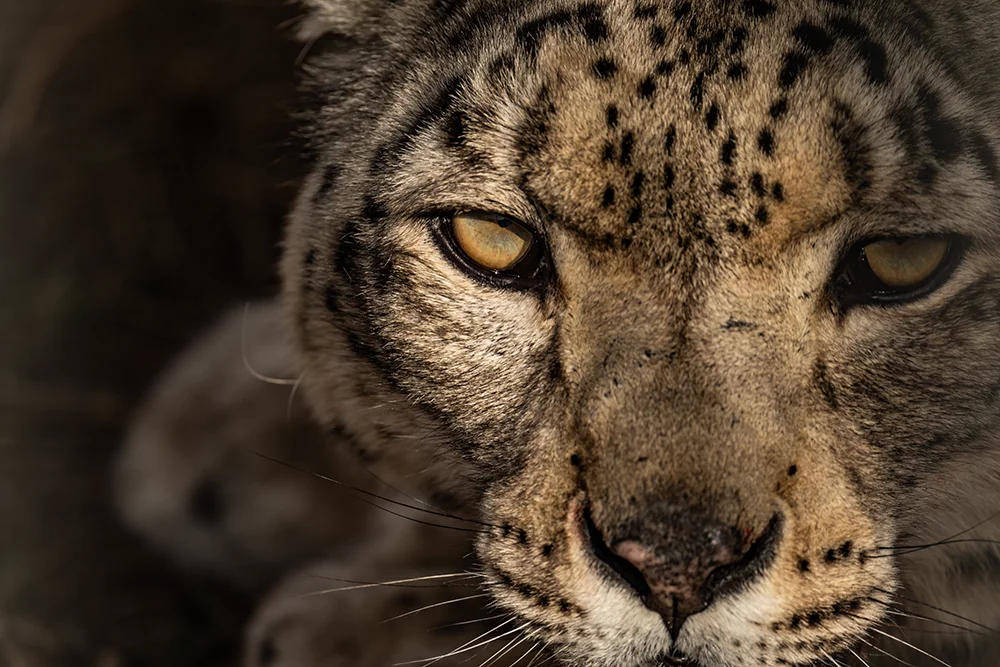 Wildlife