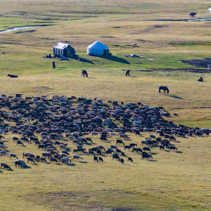 Nomad's land