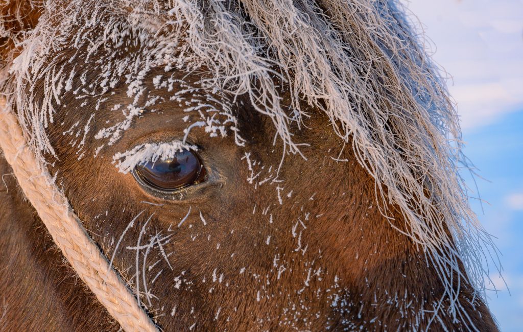 mountain kyrgyz horses