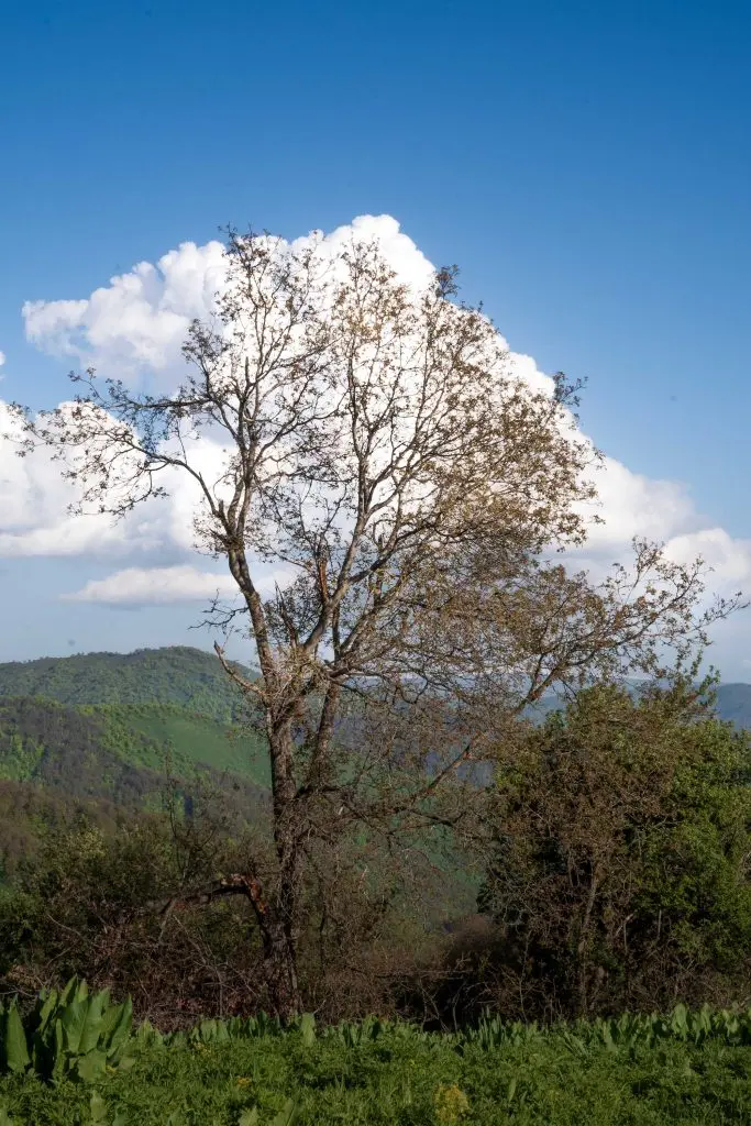 Arslanbob trees