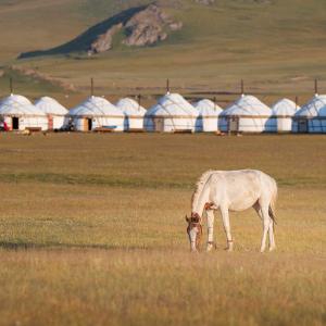 Yurtcamps