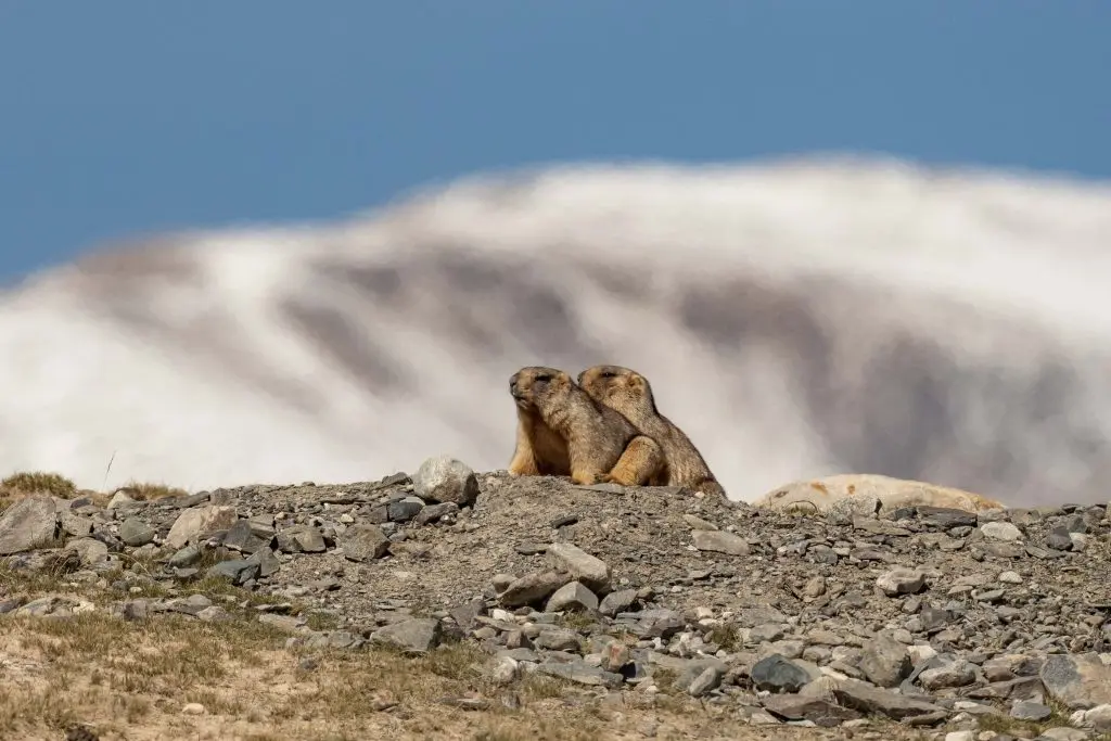 Marmots
