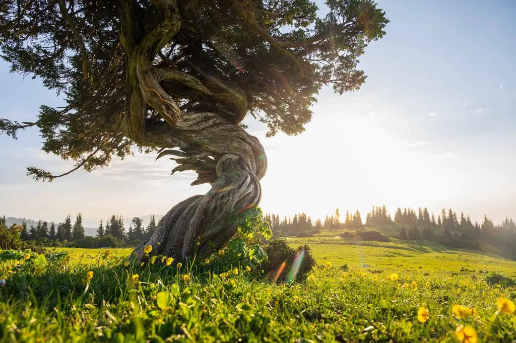 Freedom tree