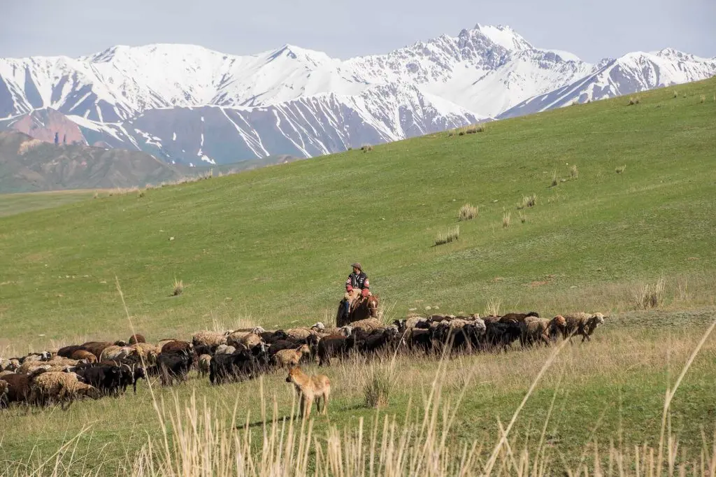 Nomads moving