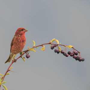 Rosefinch
