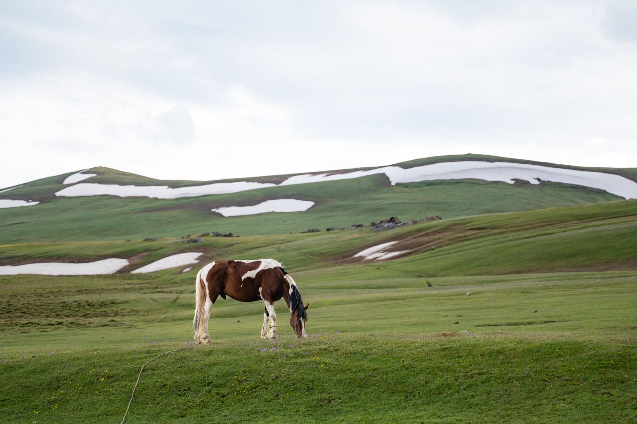 Nomadic horse trek