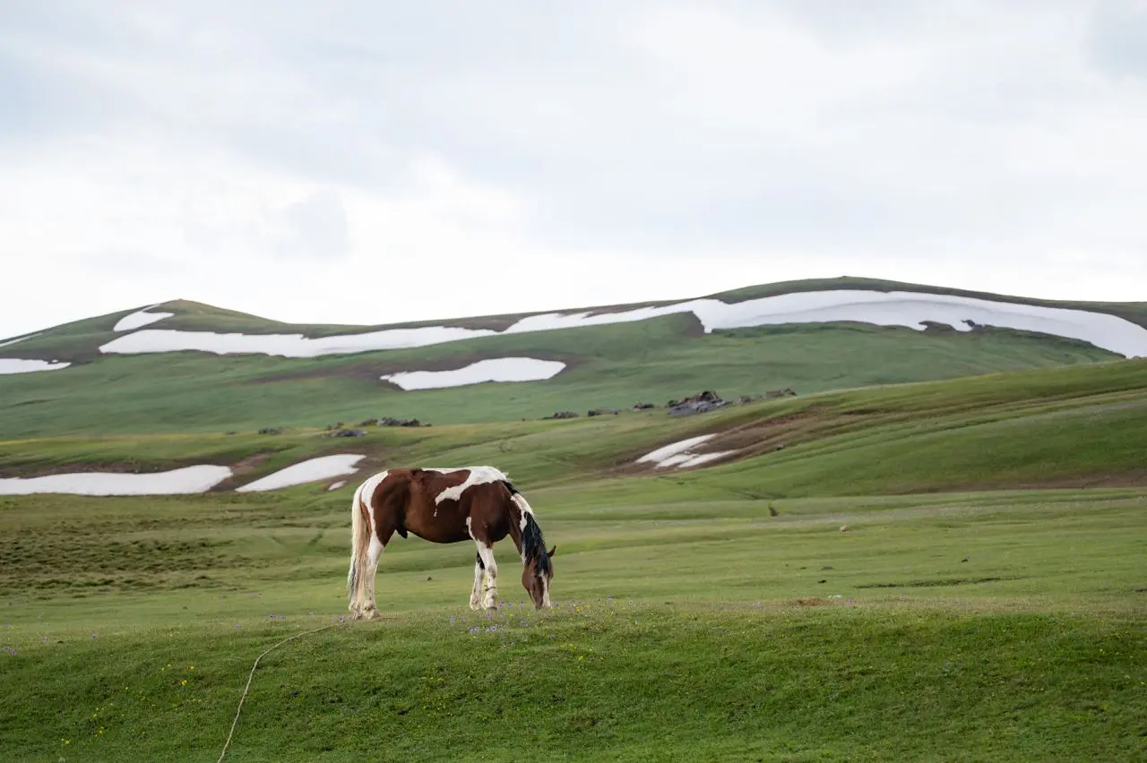 Nomadic horse trek