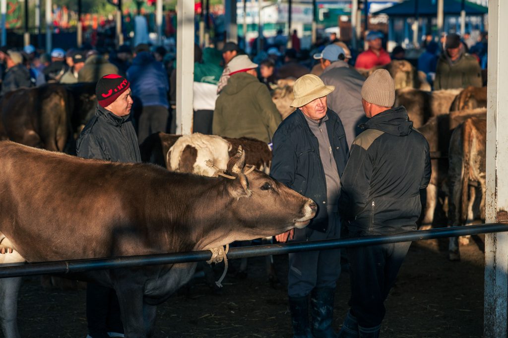 karakol animal market