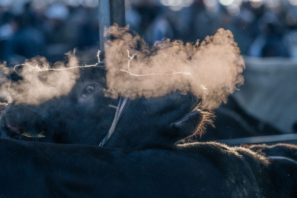 karakol animal market