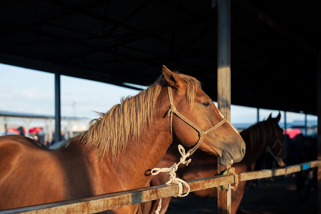karakol animal market