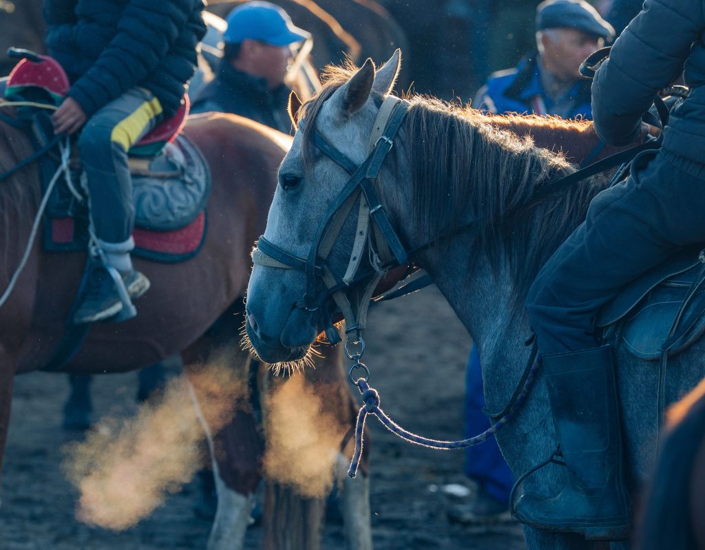 karakol animal market