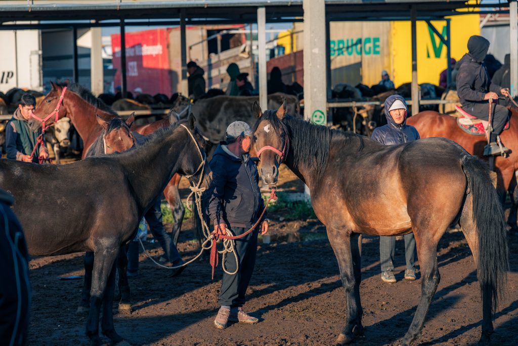 karakol animal market