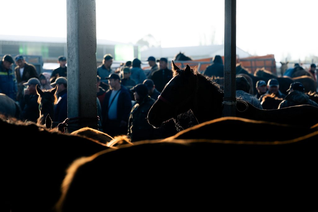 karakol animal market