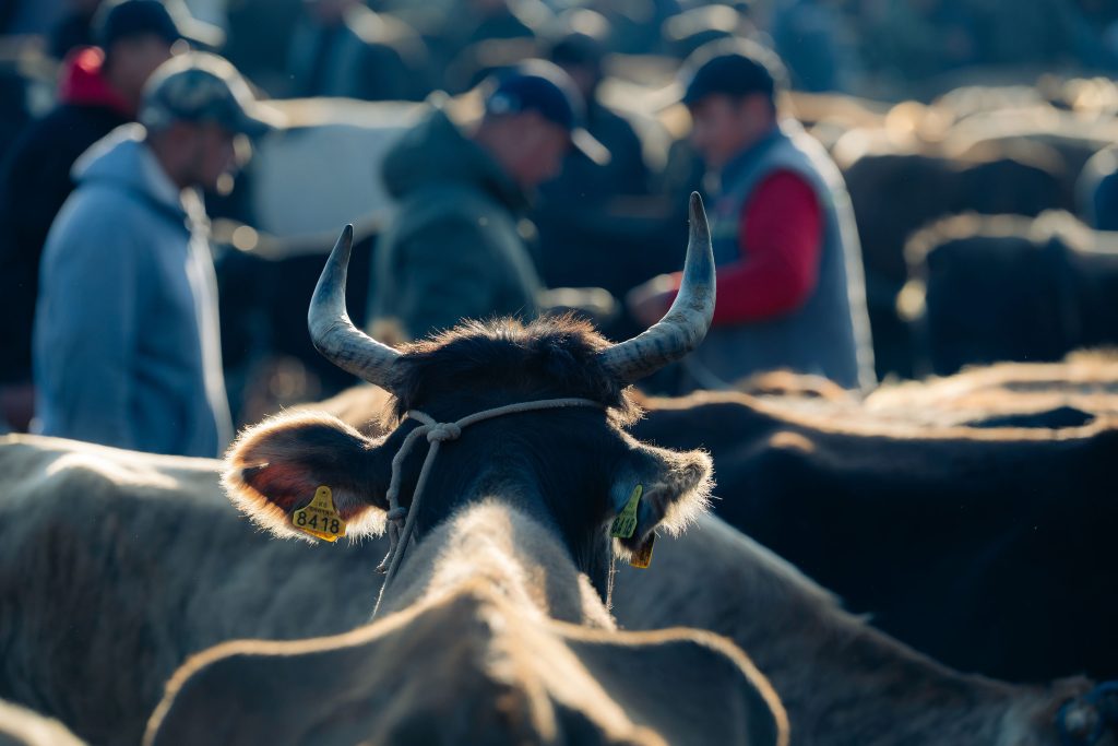 karakol animal market